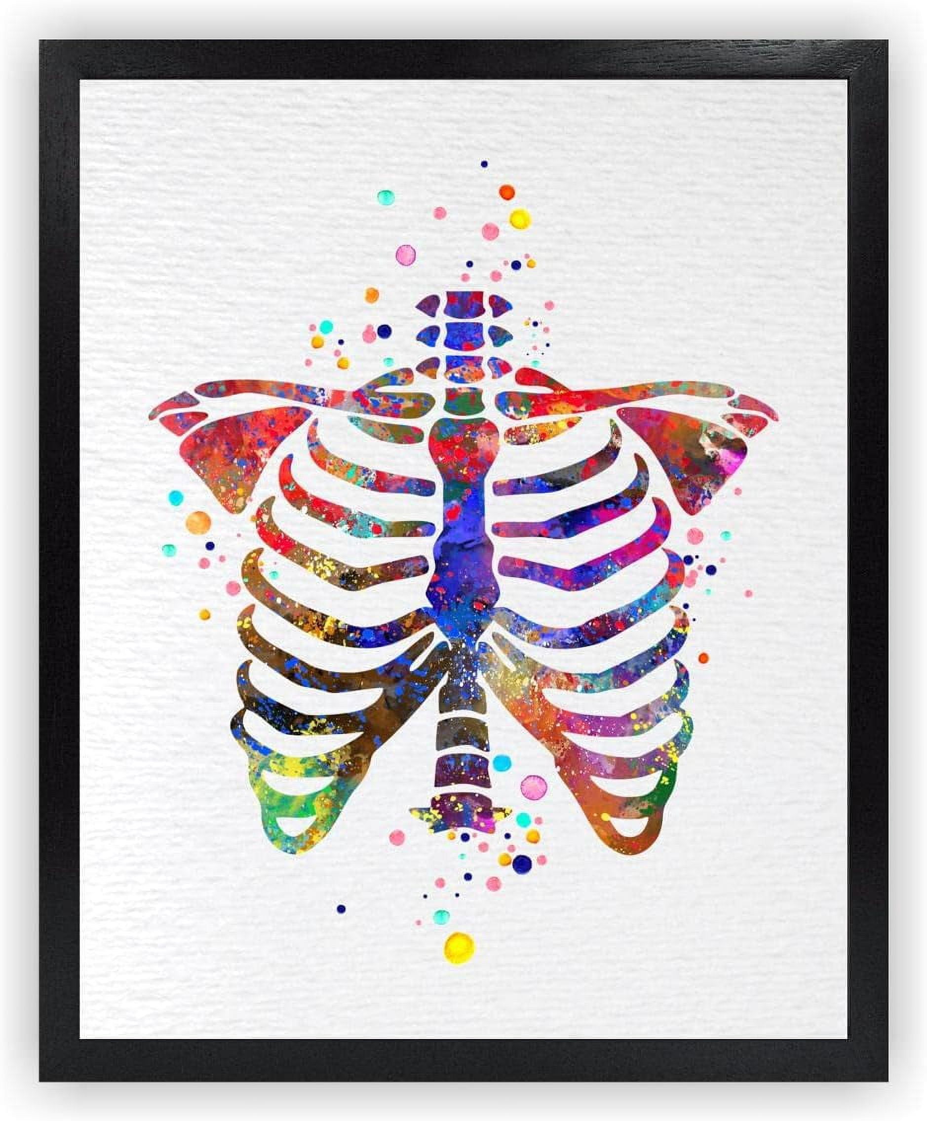 Poster Ribs AEFER-Poster-Rib-Cage-Bone-Human-Anatomy-Medical-Art-Science-Doctor ...