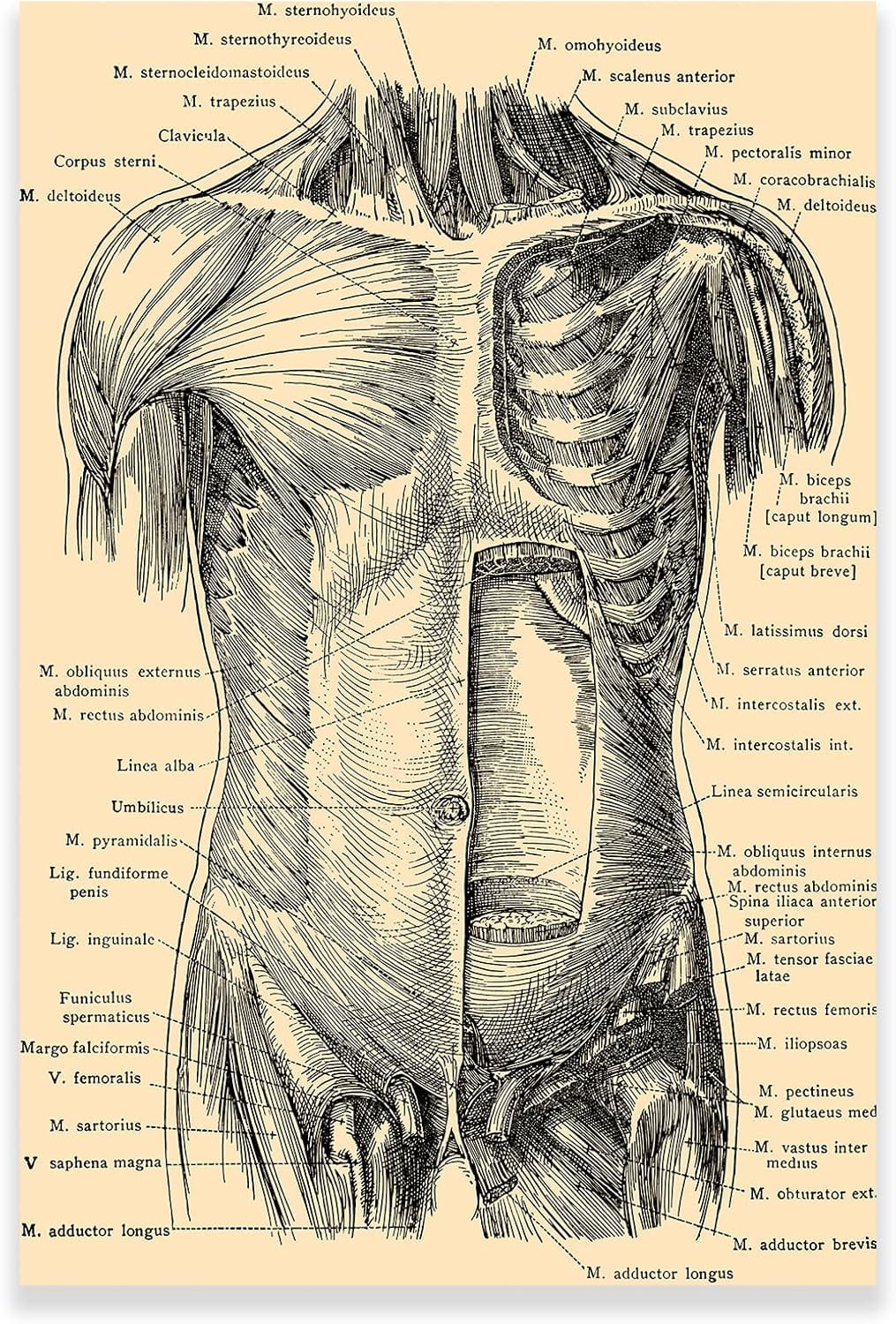 AEFER Vintage Muscular System Anatomical Chart Human Muscle Anatomy