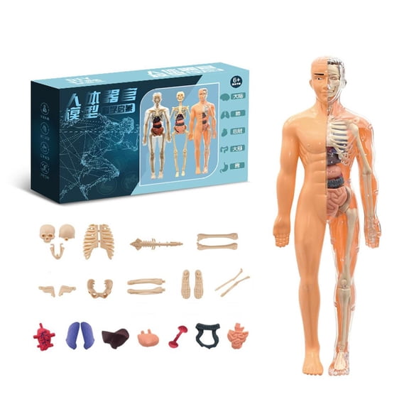 AGIUFGS Human Skeleton Model with Detachable Organs, Festive Holiday Designs, for Home Use