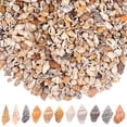 Counch Shell Fish AGNURCADE 1000Pcs Tiny Natural Sea Shells Bulk, Spiral Conch Clam Ocean ...