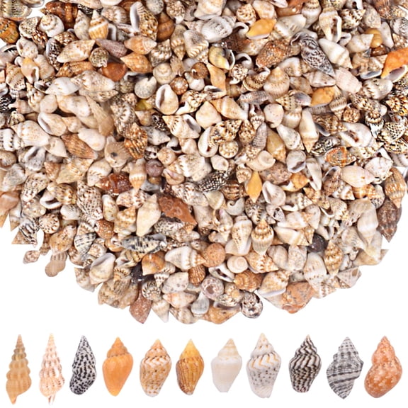 AGNURCADE 1000Pcs Tiny Natural Sea Shells Bulk, Spiral Conch Clam Ocean Seashells for Crafts, Wedding & Beach Party Decor, Fish Tank Vase Filler (1‑2 cm)