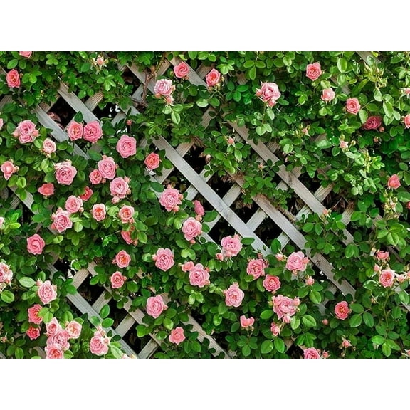 AIIKES 7x5FT Flowers Backdrop for Photography Spring Floral Photo Backdrop Green Leaf Fence Backdrops Birthday Party Decoration Wedding Bridal Shower Backdrop Photo Studio Props 11-453