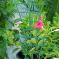 AIUWWUHD Fan Climbing Pergola Goat Horn Support Pergola Climbing