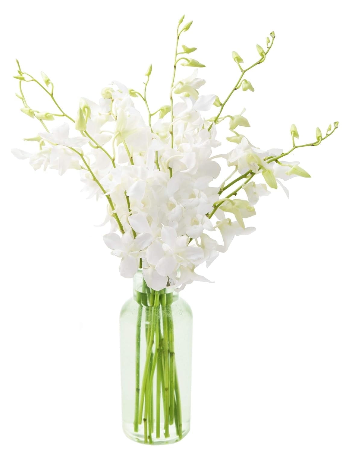 KaBloom : Fields of Tranquility Bouquet of 20 White Orchid With Vase.Gift for Birthday, Sympathy, Anniversary, Get Well, Thank You, Valentine, Mothers Day Fresh Flowers