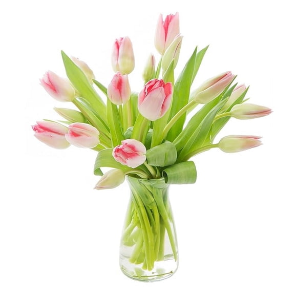 KaBloom Hollywood collection - Barbie Pink Tulip : Bouquet of 20 Fresh Pink Tulip with Vase ( Farm Fresh) delivery