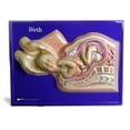 thumbnail image 1 of American Educational Products 2664 Birth 3D Model - Blue, 1 of 1