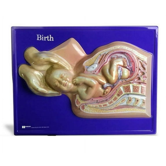 American Educational Products 2664 Birth 3D Model - Blue
