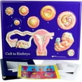 thumbnail image 1 of AMEP Cell To Embryo Model Activity Set, 1 of 1