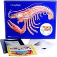 thumbnail image 1 of AMEP Crayfish Model Activity Set, 1 of 1