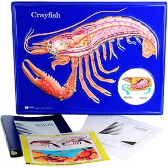 AMEP Crayfish Model Activity Set