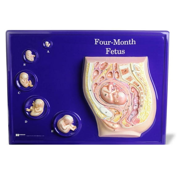 Four Month Educational Fetus Teaching Model - 24 "long x 18"