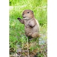 thumbnail image 1 of AMERICAN BEAVER CUB STANDING STATUE, 1 of 7
