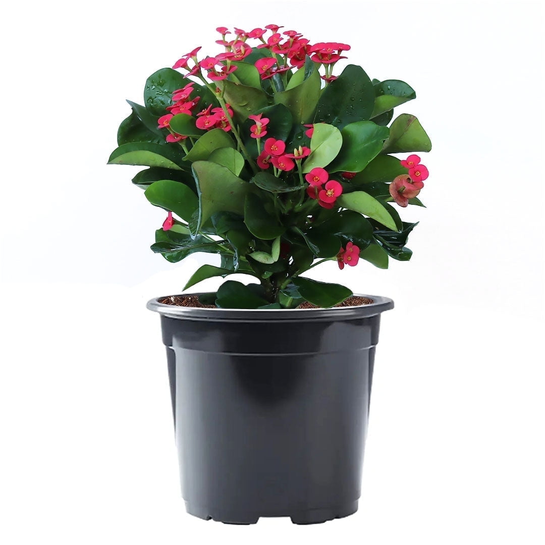 Pink Crown of Thorns Indoor Flowering Shrub in Black Pot