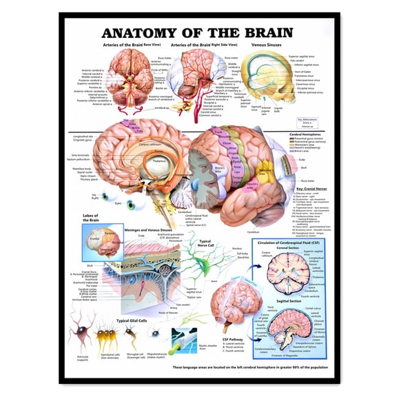 ANATOMY OF THE BRAIN Poster Wall Art - Human Anatomy Picture Chart Body Structure Decor, Unframed Gallery Canvas Print Painting Home Decor for Office Home Living Room Bedroom Classroom,White
