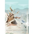 thumbnail image 1 of ANCIENT BRISTLECONE PRINT, 1 of 1