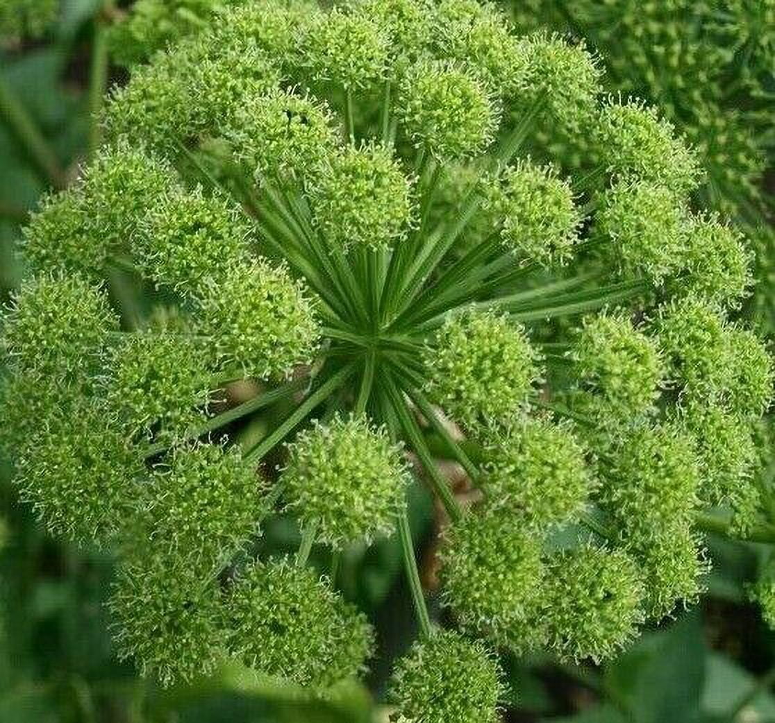 ANGELICA SEEDS 100+ for growing ARCHANGELICA HERB garden Culinary FREE