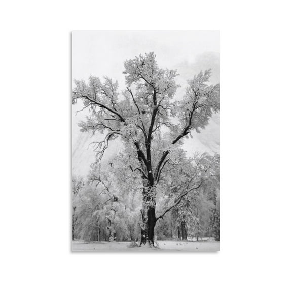 ANSEL ADAMS Oak Tree Wall Art Poster Scroll Canvas Painting Picture Living Room Decor Home 24x36inch(60x90cm)