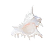 ANXPTIME Beach Theme Party Home Decorations Natural Conch Shell Decors Large Seashells