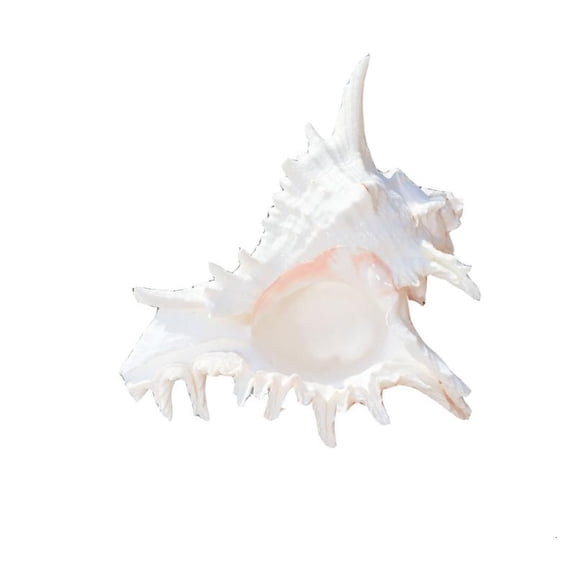 ANXPTIME Beach Theme Party Home Decorations Natural Conch Shell Decors Large Seashells
