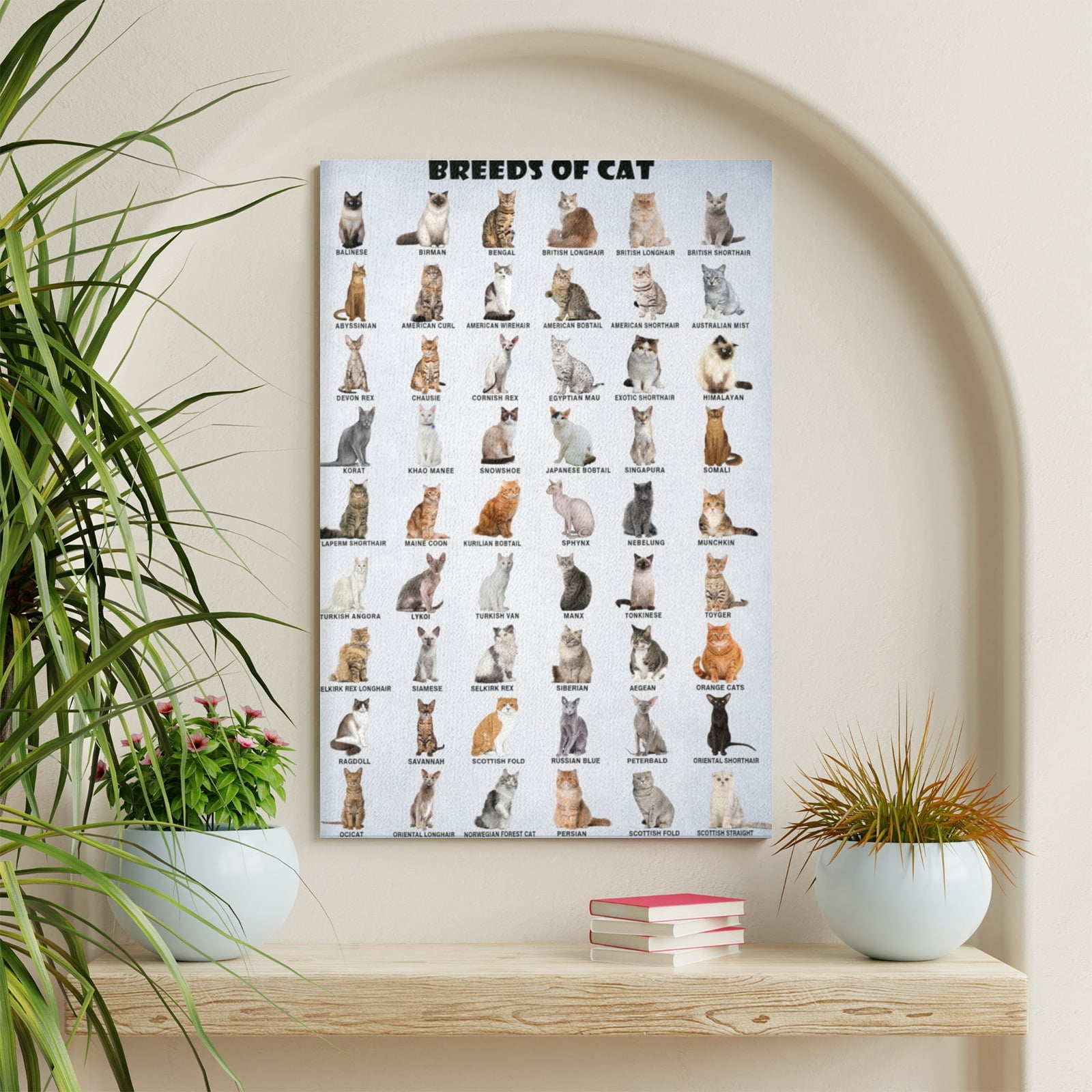 AOEX Breeds of Cat Poster Types of Cat Poster Cat of The World Funny ...
