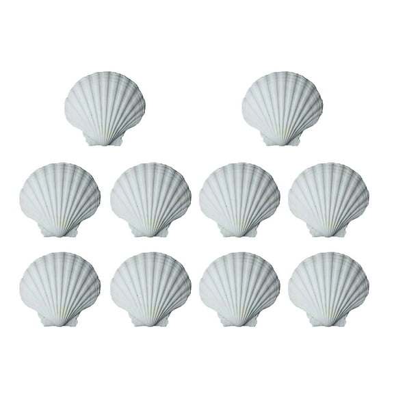 AOOOWER 10PCS Smooth White Craft Shells Natural Scalloped Shells For DIY Art Projects