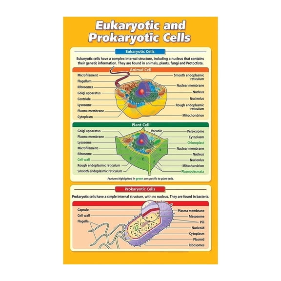 AP Bio High School College Anatomy Prep Eukaryotic and Prokaryotic Cells Poster Cell Biology Educational Chart Classroom Teaching Aid