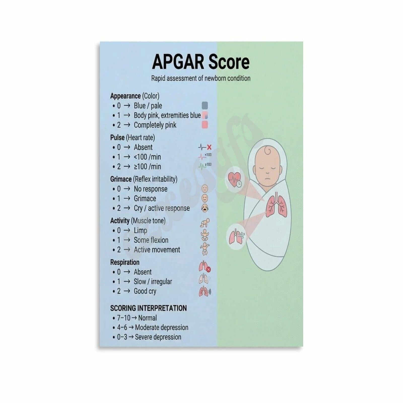 APGAR Score Poster Clinic Newborn Assessment Reference Wall Art (1 ...