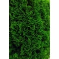 thumbnail image 1 of ARBORVITAE EMERALD GREEN 2.25G, 1 of 2
