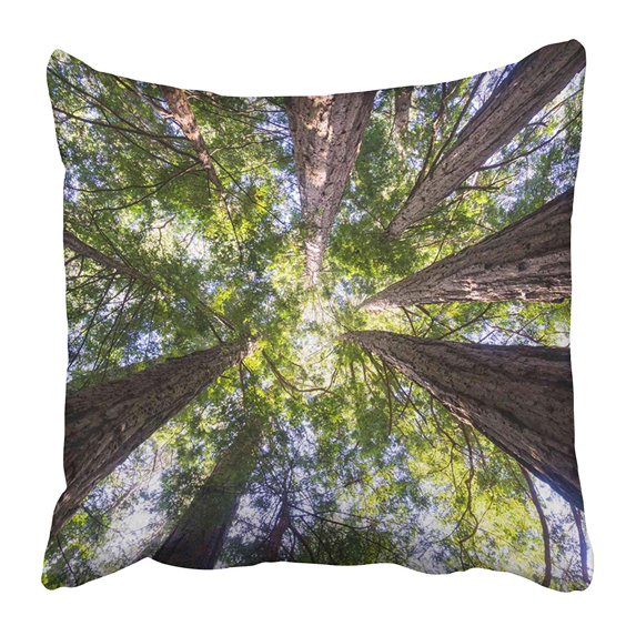 ARHOME Colorful Sequoia Redwood Forest California Red Giant Sempervirens America Bark Big Pillow Case Cushion Cover 18x18 inch