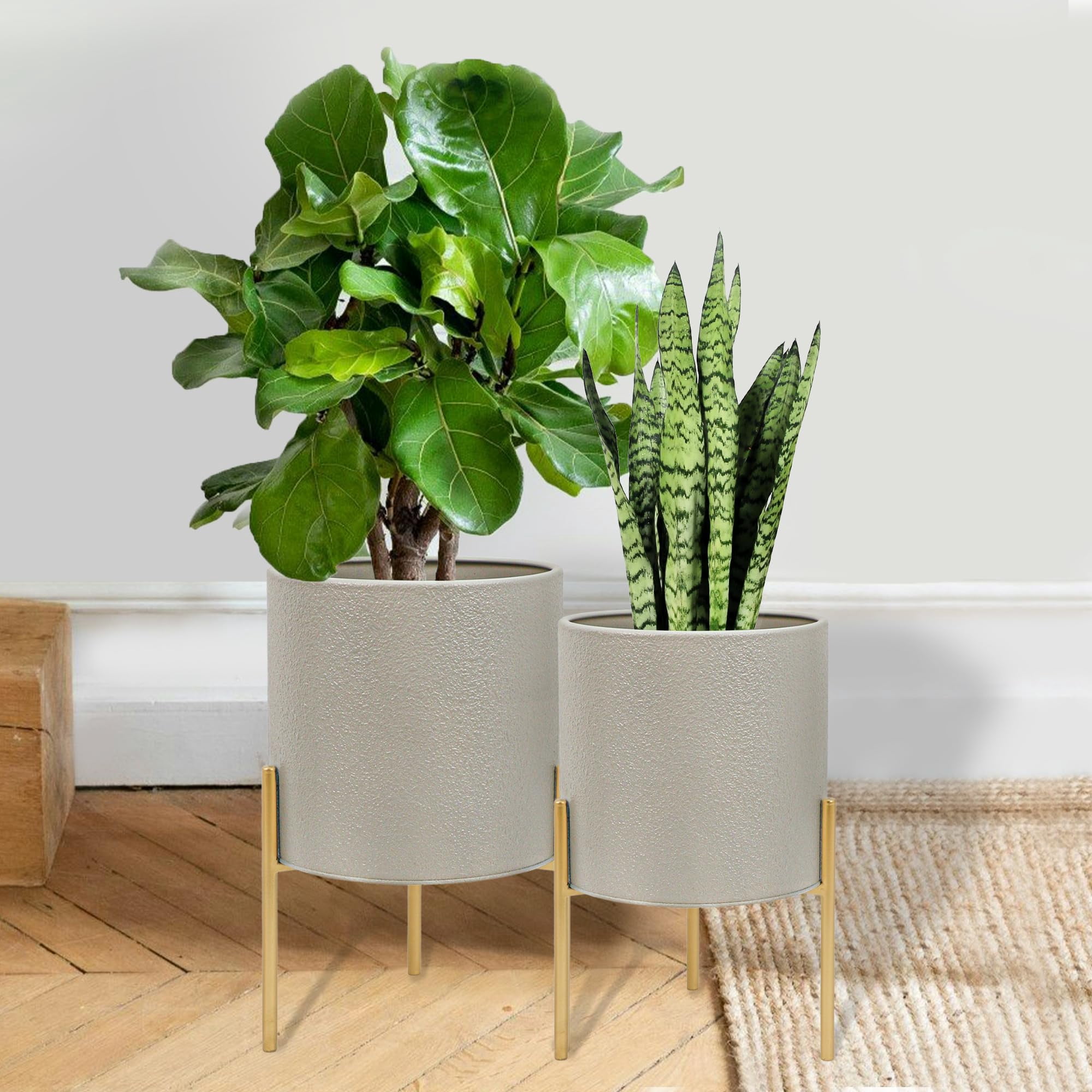 tropical indoor plants low light Golden Pothos Cuttings - Low Light Indoor Plant main image 0