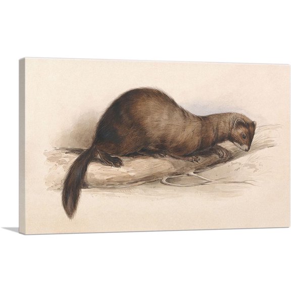 ARTCANVAS A Weasel 1832 Canvas Art Print by Edward Lear - Size: 12" x 8" (0.75" Deep)