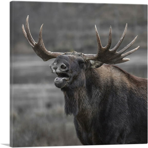 ARTCANVAS Alaskan Moose Home Decor Square Canvas Art Print - Size: 18" x 18" (0.75" Deep)