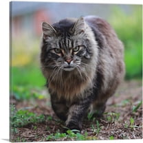 ARTCANVAS American Bobtail Cat Canvas Art Print - Size: 18" x 18" (0.75" Deep)