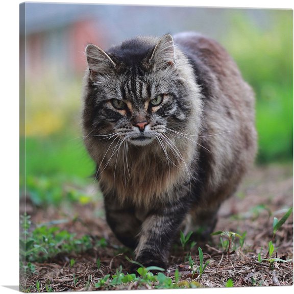 ARTCANVAS American Bobtail Cat Canvas Art Print - Size: 18" x 18" (0.75" Deep)