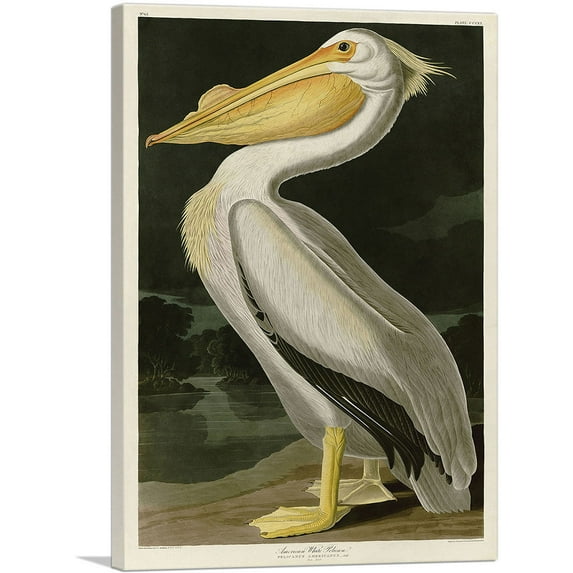 ARTCANVAS American White Pelican Canvas Art Print by John James Audubon - Size: 18" x 12" (0.75" Deep)