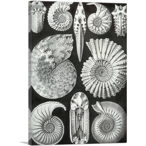 ARTCANVAS Ammonites Sea Shells Canvas Art Print by Ernst Haeckel - Size: 26" x 18" (1.50" Deep)