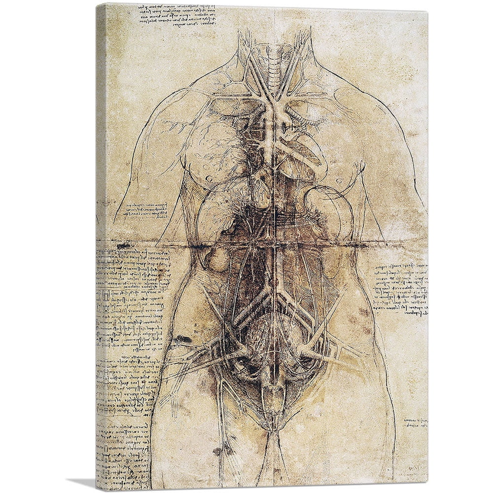 ARTCANVAS Anatomical Study 1510 Canvas Art Print by Leonardo da Vinci ...