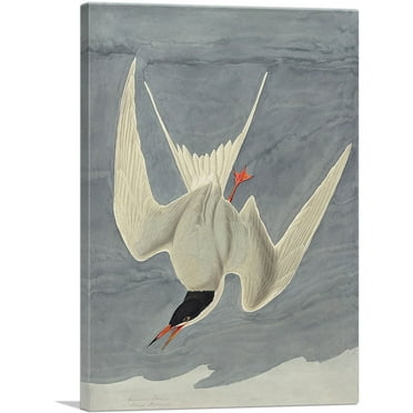 ARTCANVAS Arctic Tern Canvas Art Print by John James Audubon - Size: 26" x 18" (0.75" Deep)