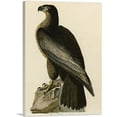 thumbnail image 1 of ARTCANVAS Bald Eagle - Bird of Washington Canvas Art Print by John James Audubon - Size: 12" x 8" (0.75" Deep), 1 of 9
