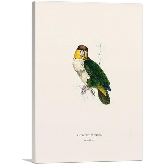 ARTCANVAS Bay-Headed Parrot Canvas Art Print by Edward Lear - Size: 26" x 18" (0.75" Deep)