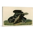 thumbnail image 1 of ARTCANVAS Black Vulture - Carrion Crow Canvas Art Print by John James Audubon - Size: 26" x 18" (1.50" Deep), 1 of 9
