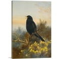 thumbnail image 1 of ARTCANVAS Blackbird 1920 Canvas Art Print by Archibald Thorburn - Size: 40" x 26" (1.50" Deep), 1 of 9
