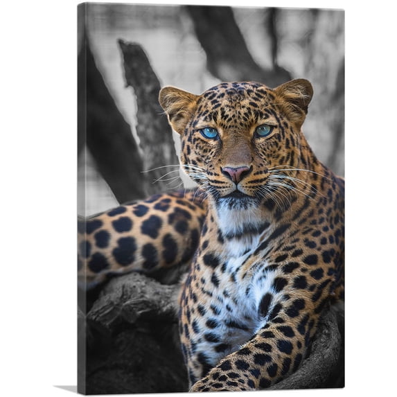 ARTCANVAS Blue Eyed Leopard On Log Canvas Art Print - Size: 18" x 12" (1.50" Deep)