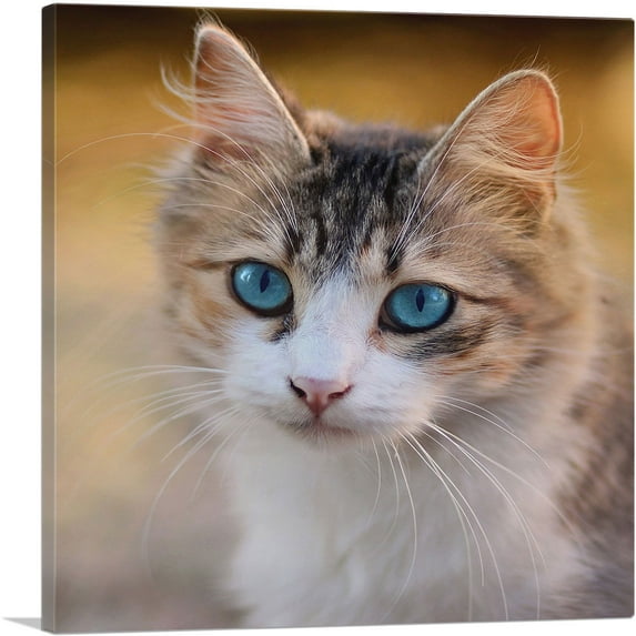 ARTCANVAS Blue Eyes Cat Home decor Canvas Art Print - Size: 36" x 36" (0.75" Deep)