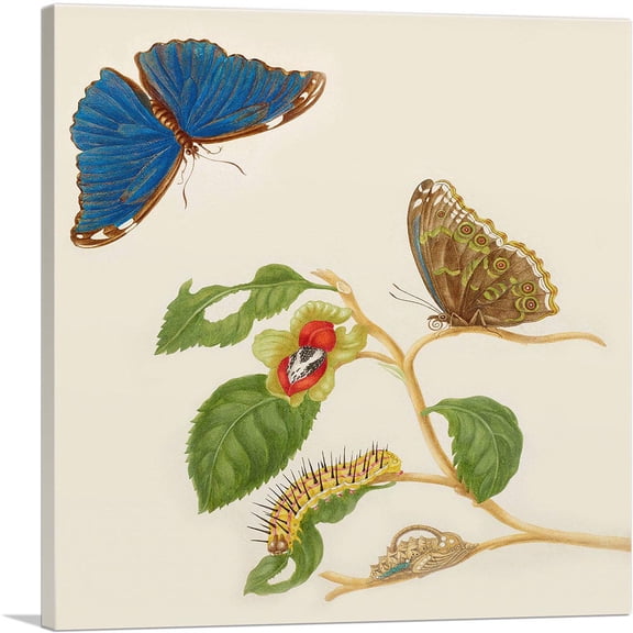 ARTCANVAS Blue Morpho Butterfly Caterpillar Chrysalis Canvas Art Print by Maria Sibylla Merian - Size: 18" x 18" (0.75" Deep)