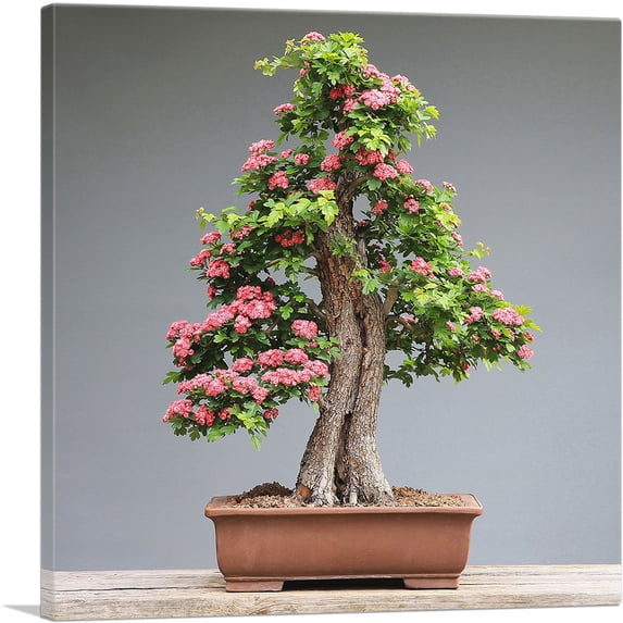 ARTCANVAS Bonsai, Japanese Mini Tree Canvas Art Print - Size: 18" x 18" (1.50" Deep)