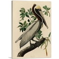 thumbnail image 1 of ARTCANVAS Brown Pelican Canvas Art Print by John James Audubon - Size: 26" x 18" (1.50" Deep), 1 of 9