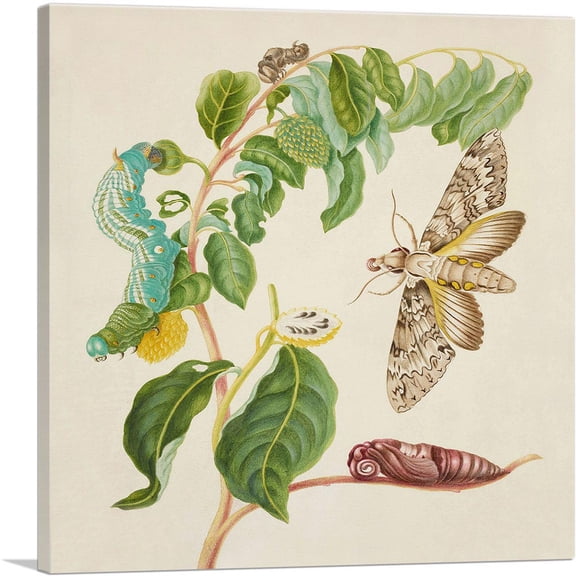 ARTCANVAS Caterpillar Chrysalis Of Cluentius Sphinx Moth Giant Sphinx Moth Canvas Art Print by Maria Sibylla Merian - Size: 18" x 18" (0.75" Deep)
