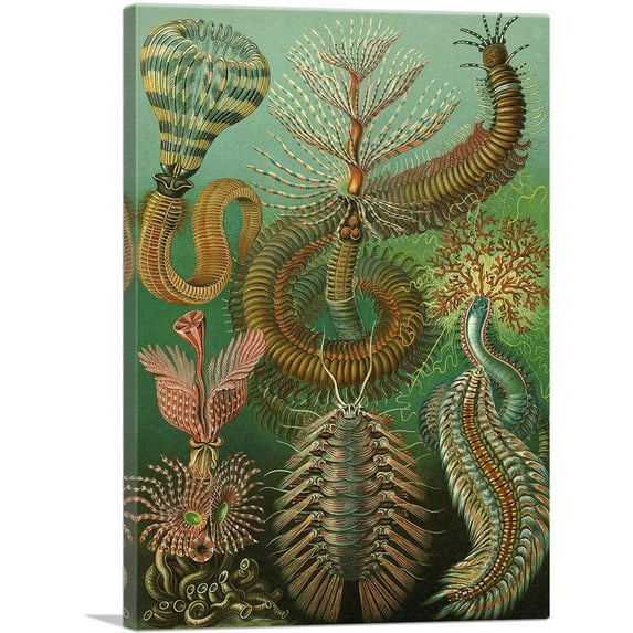ARTCANVAS Chaetopoda Segmented Worms 1903 Canvas Art Print by Ernst Haeckel - Size: 40" x 26" (0.75" Deep)