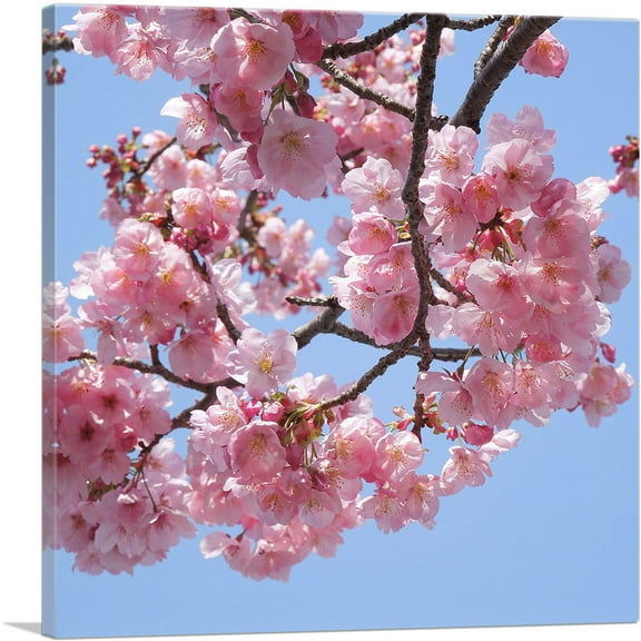 ARTCANVAS Cherry Blossom Branch Square Canvas Art Print - Size: 18" x 18" (0.75" Deep)